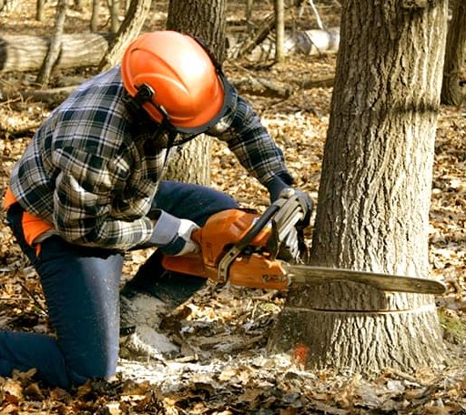 Tree Removal in Knoxville, AL